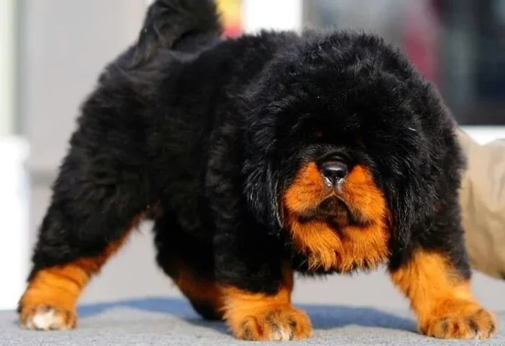 As 8 raças de cachorros mais caras e luxuosas do mundo