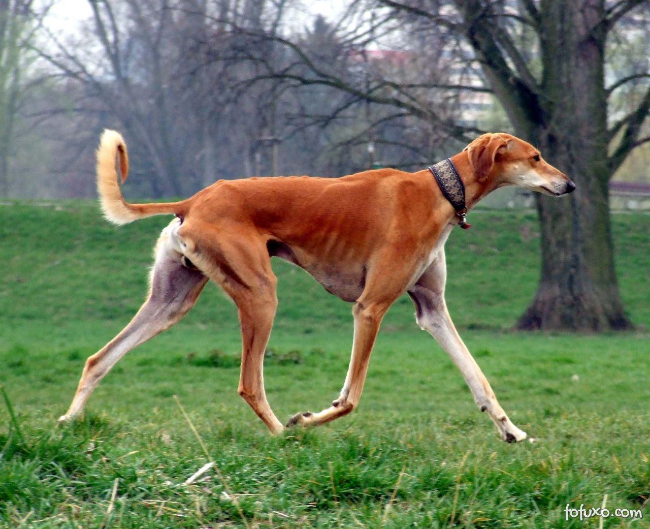 As 8 raças de cachorros mais caras e luxuosas do mundo