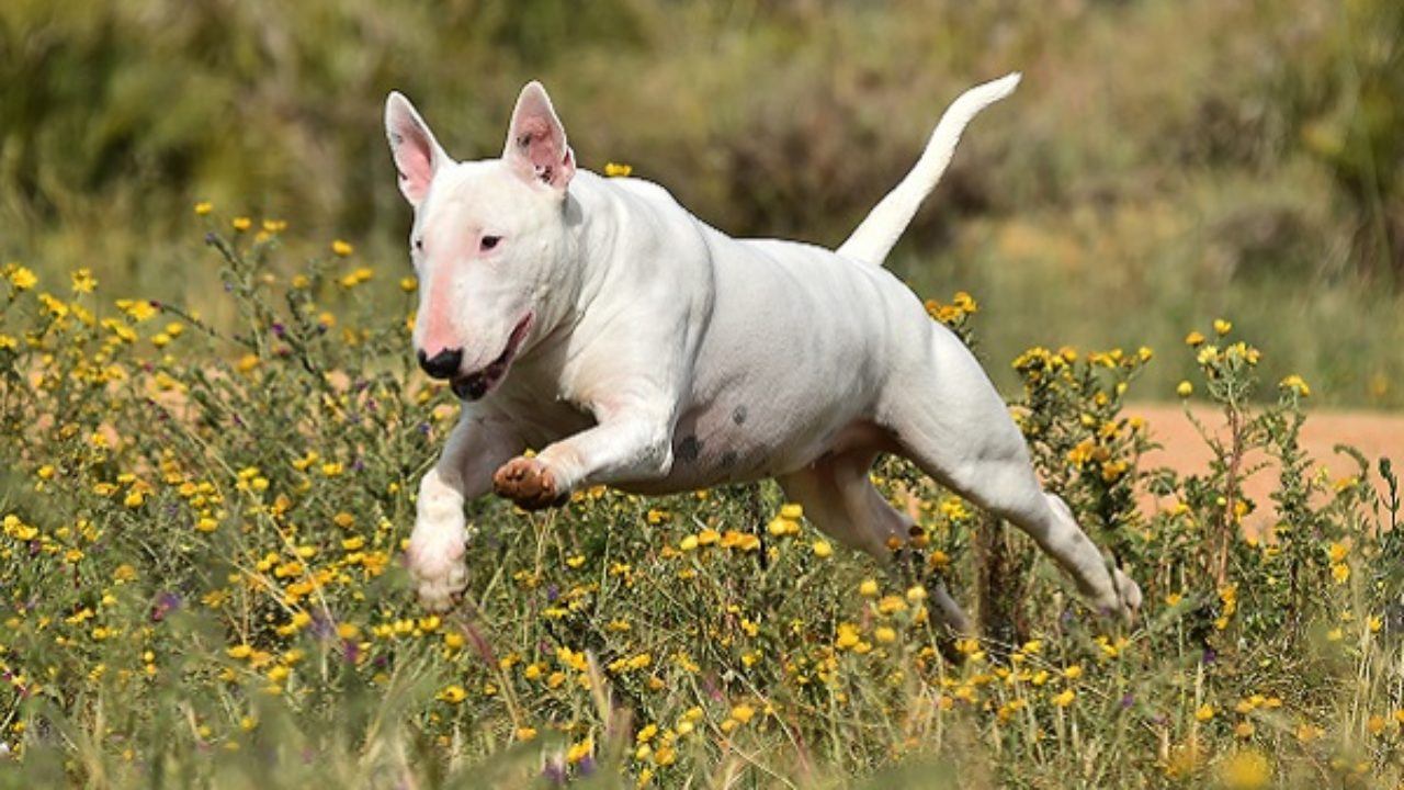 As 8 raças de cachorros mais caras e luxuosas do mundo