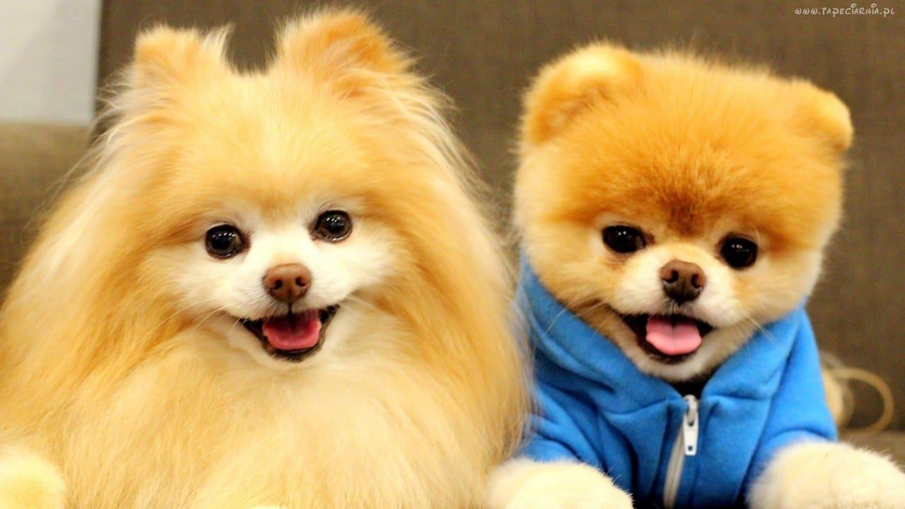 As 8 raças de cachorros mais caras e luxuosas do mundo